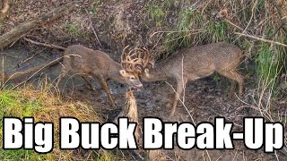 BIG BUCK BREAKUP Giant Bucks Stuck in Life Threatening Lock [upl. by Rikki]