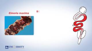 Coccidiosis Lesion Score [upl. by Nnayt]