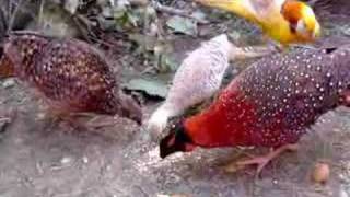 Pheasants mixed aviary [upl. by Garry601]