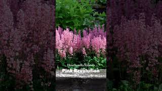 Perennial Heucherella hybrida Pink Revolution  Garden amp Landscape [upl. by Romain]