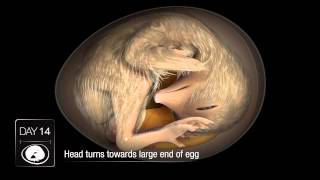 Chicken Embryo Development [upl. by Dryden]