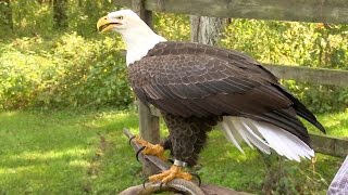 How to Turn a Chicken into a Bald Eagle [upl. by Daub388]