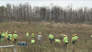 Volunteers help Bastrop reforestation [upl. by Aynat]