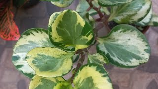 Como fazer muda da peperomia obtusifolia variegata e dicas de substrato [upl. by Hnaht]