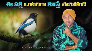 This Bird Will kill You  Top 10 Interesting Facts  Telugu Facts  V R Raja Facts [upl. by Canute262]