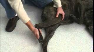 Rear Leg Passive Range of Motion  TPLO  Dog Surgery [upl. by Elocan93]