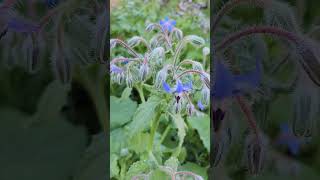 Borage an amazing medicinal plant Like always do your own research about any plant before using [upl. by Py]