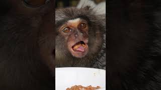 Strange Looking Little Baby Monkey Eats Almond Butter fingermonkey cutepets marmosetmonkey [upl. by Mariam840]