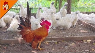 The Rooster Troublemaker  Small Rooster vs Big Rooster  Funny Chicken Sounds  Gà Con [upl. by Orestes]