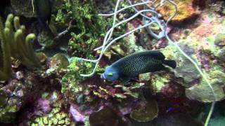 Bonaire Angelfish 2011 [upl. by Onairot974]