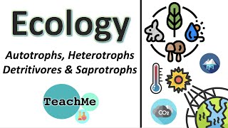 41  Autotrophs Heterotrophs Detritivores Saprotrophs  IB Biology  TeachMe [upl. by Duke]