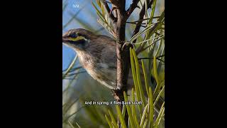 Discover the Yellow Faced Honeyeater Australias Early Riser [upl. by Assirralc135]