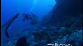 Dolphins Meet Sharks at Rangiroa [upl. by Asim]