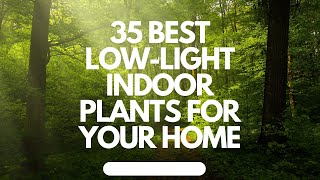 35 Best LowLight Indoor Plants for Your Home shorts interiordesign homedecor home [upl. by Scottie995]