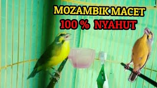 Mozambik Gacor Konslet bikin emosi Mozambik apapun auto NYAMBER ngeroll [upl. by Azile513]