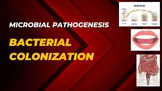 BACTERIAL COLONIZATION  ADHERANCE AND COLONIZATION  Microbial Pathogenesis  Microbiology [upl. by Silra]