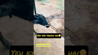 Kyu karte aisa 🤔 rooftop GOAT farming facts earn farm pets animals [upl. by Armilla649]