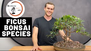 Ficus as Bonsai  Bonsai Species  The Bonsai Supply [upl. by Haroppiz]