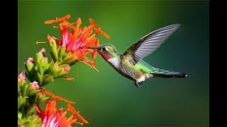 Le Monde Fascinant des Colibris  Beauté Origine et Écosystème [upl. by Eseenaj]