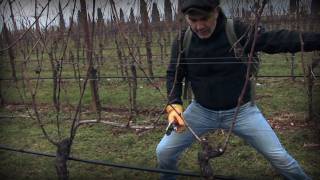 Marco Simonit  Dimostrazione pratica potatura della vite a Guyot  Guyot pruning [upl. by Ailuj]