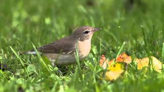 Gartengrasmücke  Garden Warbler  Sylvia borin [upl. by Nilrak]