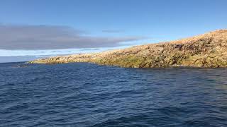 Beluga marble island Nunavut small beluga whale [upl. by Davidoff]