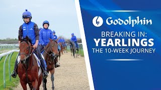 Breaking in Yearlings  The 10week Journey [upl. by Hubsher]