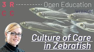 Culture of care in zebrafish by Andrina Zbinden [upl. by Aiseneg]