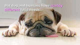 The Truth About Dog Food [upl. by Aciraj]