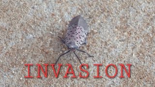 Spotted Lanternfly Infestations At Amityville LIRR [upl. by Ayaet]