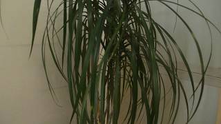 Der Drachenbaum Dracaena marginata [upl. by Ebsen737]