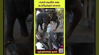 பாகன் மடியில் அமர அடம்பிடிக்கும் யானை KUMBKONAM MANGALAM ELEPHANTபாகனுடன் கொஞ்சி குலாவும் [upl. by Eerihs]