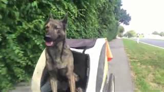 Dutch Shepherd XHerder bicycle tour  dog bike trailer [upl. by Margreta]