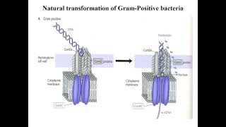 Transformation in bacteria Molecular biology and Microbial genetics [upl. by Hcurob]