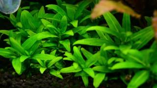 staurogene repens aquarium plant [upl. by Alec939]