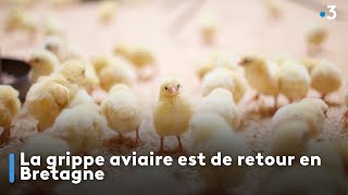 La grippe aviaire est de retour en Bretagne [upl. by Harcourt]