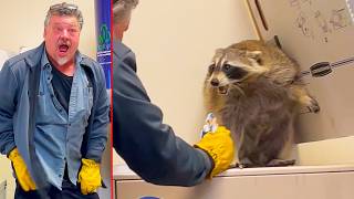 Racoon Capture Gone Wrong Ozzy Man Reviews [upl. by Ilaw]