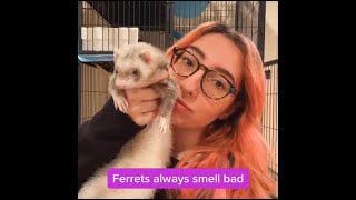 Ferret TikToks pt 2 [upl. by Snow335]