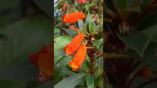 Gloxinia sylvatica gloxinia Gloxiniasylvatica boliviansunsetgloxinia flowers meghalaya [upl. by Leiso]