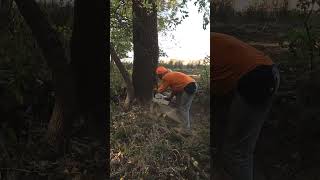 Walnut tree slides off the stump and almost gets me [upl. by Assiluy]