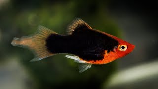 Red Tuxedo Plumetail Platy Top Quality ᴴᴰ [upl. by Tomasz]