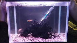 HOW TO BREED LEOPARD DANIOS FROM SPAWN TO FREE SWIMMING [upl. by Cherlyn679]