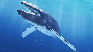 Documentary Excellent Appearance of Blue Whales [upl. by Alyn]