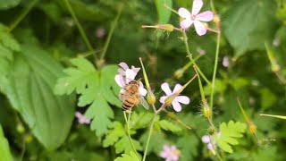 Ruprechtskraut stinkender Storchschnabel [upl. by Cheria]