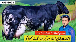 Girlando Cow For Sale In Pakistan  Baloch Dairy Farm  Cow Farm  Pk Janwar Mandi [upl. by Manheim]