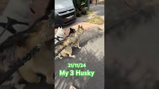 Alright Look at that—3 husky saka isang bulldogeveryone husky [upl. by Aiotal]