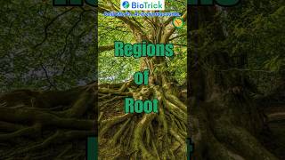 What are the different regions of Root… Morphology  Flowering Plants  Class 11 Biology neet [upl. by Mehetabel]