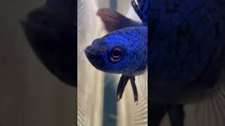 Blue Alien Betta in 400 Gallon Community Aquarium [upl. by Jecho893]