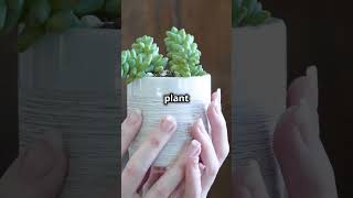 Self Propagating Superstars Easy Plant [upl. by Lanna]