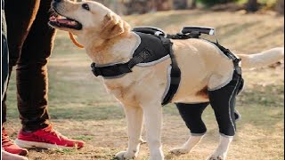 Adjustable Knee Brace for Dogs Back Leg Hinged Dog Knee Brace for Torn ACL Hind Leg Review [upl. by Kwapong]